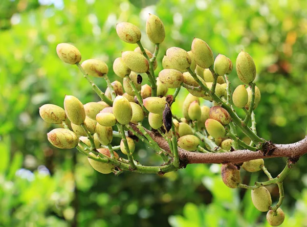 Antep pistachios ripening on the branch